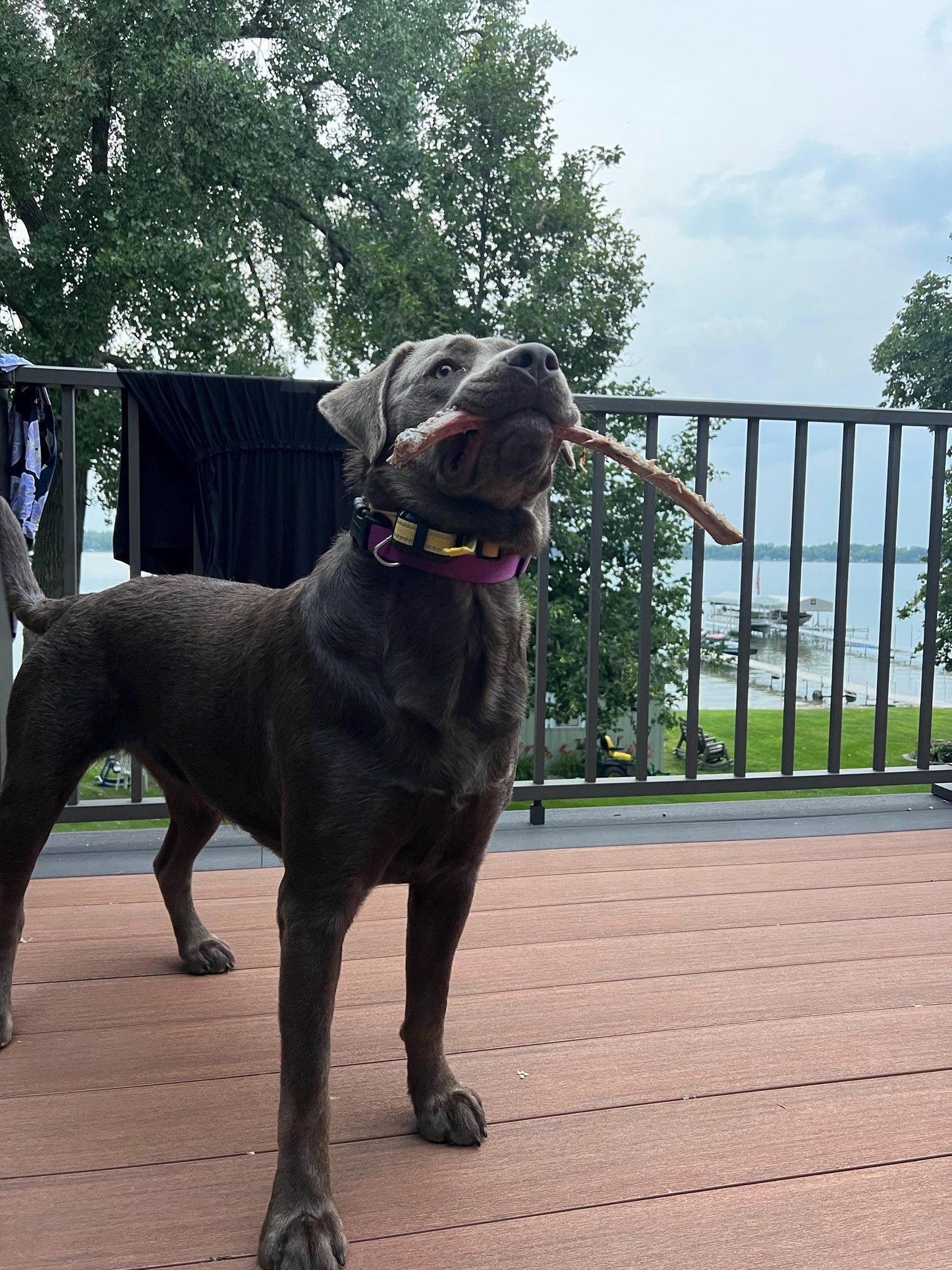 Silver Labrador, Flexi Keychain