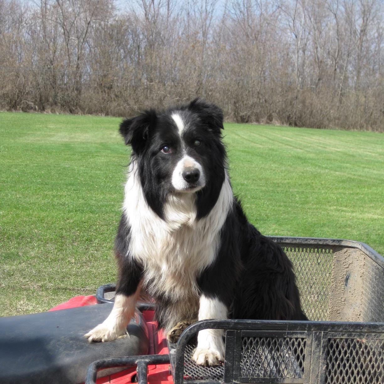 Border Collie, Flexi Keychain