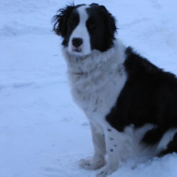 The real Jack in the snow.