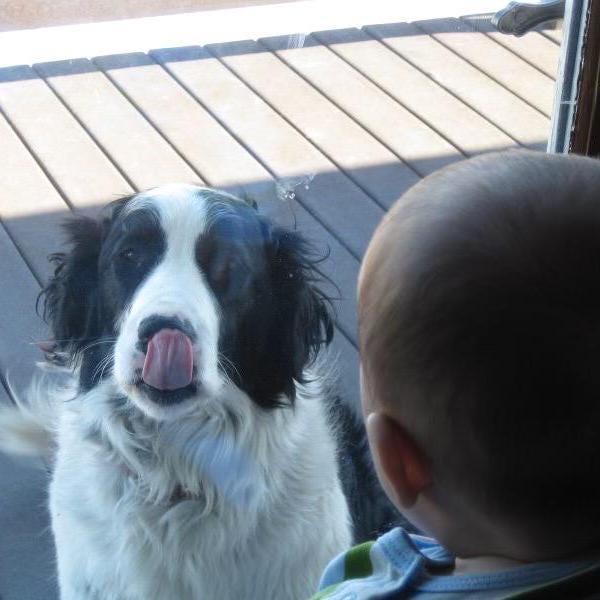 The real Jack begging to get in the house!