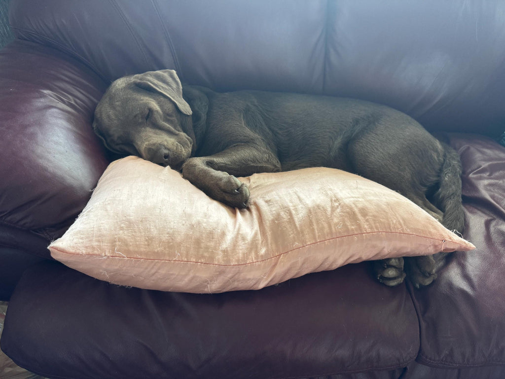 Silver Labrador, Flexi Keychain